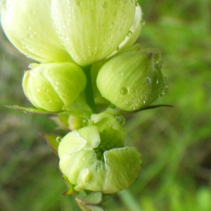 Photographie n°72415 du taxon Thalictrum tuberosum L. [1753]