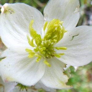 Photographie n°72419 du taxon Thalictrum tuberosum L. [1753]