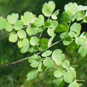 Photographie n°72430 du taxon Thalictrum tuberosum L. [1753]