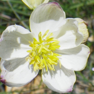 Photographie n°72432 du taxon Thalictrum tuberosum L. [1753]