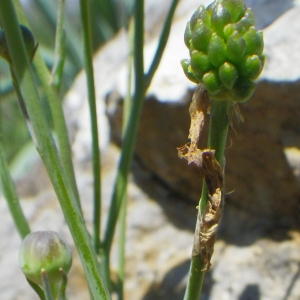 Photographie n°72435 du taxon Ranunculus gramineus L. [1753]