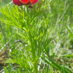 Photographie n°72445 du taxon Adonis aestivalis L. [1762]