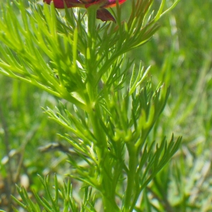 Photographie n°72446 du taxon Adonis aestivalis L. [1762]