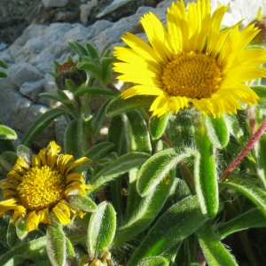 Asteriscus aquaticus (L.) Less. (Astérolide aquatique)