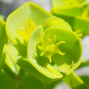 Photographie n°72476 du taxon Euphorbia pinea L. [1767]