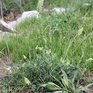 Photographie n°72515 du taxon Reseda lutea L. [1753]