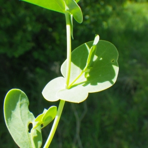 Photographie n°72545 du taxon Coronilla scorpioides (L.) W.D.J.Koch