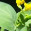  Liliane Roubaudi - Coronilla scorpioides (L.) W.D.J.Koch