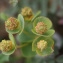  Liliane Roubaudi - Euphorbia duvalii Lecoq & Lamotte [1847]