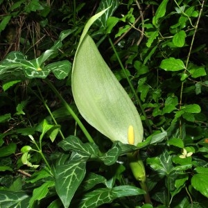 Photographie n°72572 du taxon Arum italicum Mill. [1768]