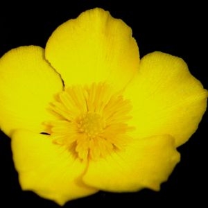 Photographie n°72573 du taxon Ranunculus gramineus L. [1753]