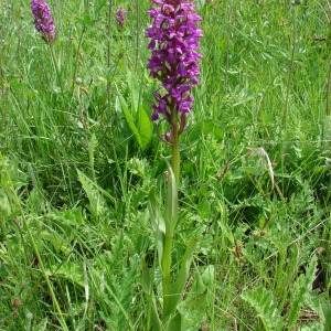 Photographie n°72582 du taxon Dactylorhiza occitanica Geniez, Melki, Pain & R.Soca [1995]