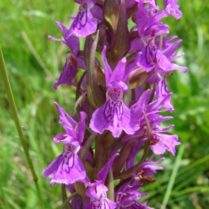 Photographie n°72583 du taxon Dactylorhiza occitanica Geniez, Melki, Pain & R.Soca [1995]