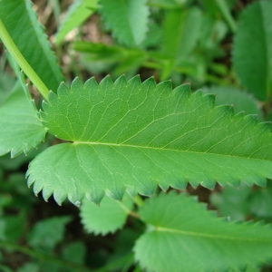 Photographie n°72586 du taxon Sanguisorba officinalis L. [1753]