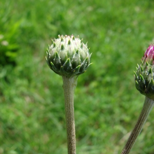 Photographie n°72587 du taxon Cirsium tuberosum (L.) All. [1785]