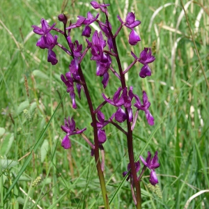 Photographie n°72600 du taxon Anacamptis laxiflora (Lam.) R.M.Bateman, Pridgeon & M.W.Chase [1997]