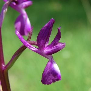 Orchis ensifolia Vill. (Orchis à fleurs lâches)