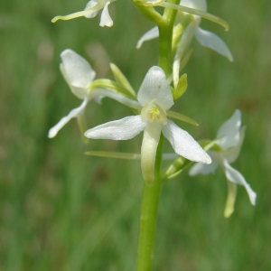 Photographie n°72604 du taxon Platanthera bifolia (L.) Rich. [1817]