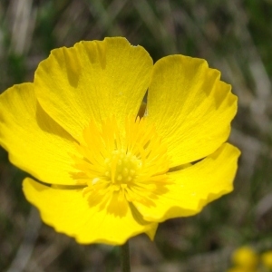 Photographie n°72606 du taxon Ranunculus gramineus L. [1753]