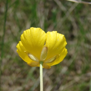 Photographie n°72607 du taxon Ranunculus gramineus L. [1753]