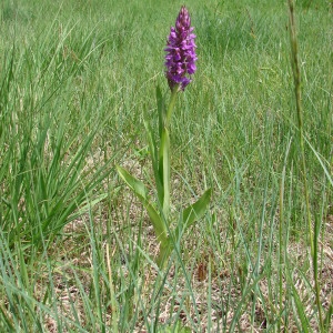 Photographie n°72609 du taxon Dactylorhiza occitanica Geniez, Melki, Pain & R.Soca [1995]