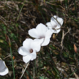 Photographie n°72610 du taxon Linum suffruticosum L. [1753]