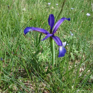 Photographie n°72615 du taxon Iris spuria L. [1753]