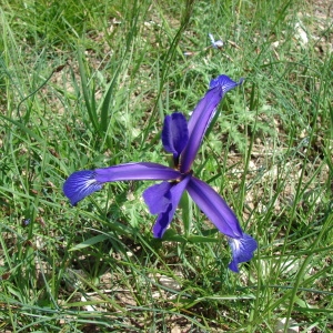 Photographie n°72616 du taxon Iris spuria L. [1753]