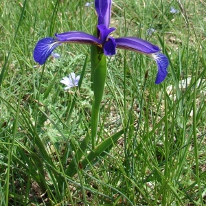 Photographie n°72617 du taxon Iris spuria L. [1753]