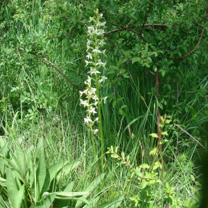 Photographie n°72618 du taxon Platanthera bifolia (L.) Rich. [1817]