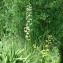  Paul Fabre - Platanthera bifolia (L.) Rich. [1817]