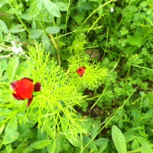 Photographie n°72620 du taxon Adonis annua L. [1753]