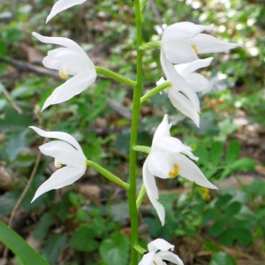 Photographie n°72632 du taxon Cephalanthera angustifolia Simonk. [1886]