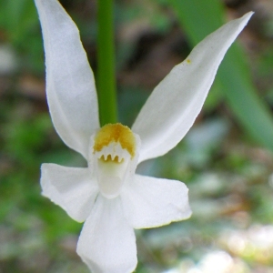 Photographie n°72634 du taxon Cephalanthera angustifolia Simonk. [1886]