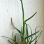  Liliane Roubaudi - Dactylis glomerata subsp. hackelii (Asch. & Graebn.) Cif. & Giacom. [1950]