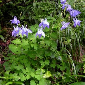 Photographie n°72648 du taxon Aquilegia vulgaris L. [1753]