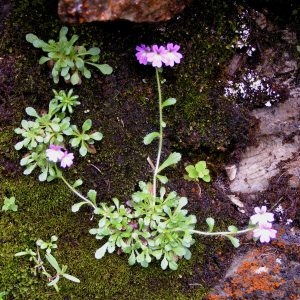 Photographie n°72657 du taxon Erinus alpinus L. [1753]