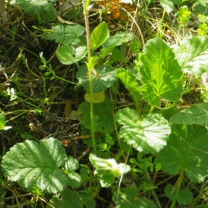 Photographie n°72666 du taxon Geum sylvaticum Pourr. [1788]