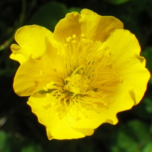 Photographie n°72667 du taxon Geum sylvaticum Pourr. [1788]