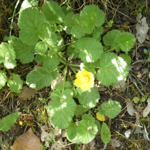 Photographie n°72671 du taxon Geum sylvaticum Pourr. [1788]