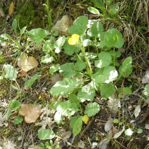 Photographie n°72672 du taxon Geum sylvaticum Pourr. [1788]