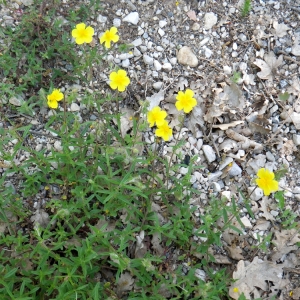 Photographie n°72674 du taxon Helianthemum oelandicum (L.) Dum.Cours. [1802]