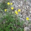  Liliane Roubaudi - Helianthemum oelandicum (L.) Dum.Cours. [1802]