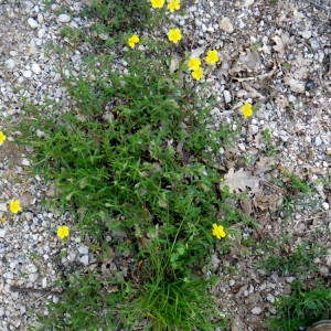 Photographie n°72675 du taxon Helianthemum oelandicum (L.) Dum.Cours. [1802]