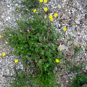 Photographie n°72676 du taxon Helianthemum oelandicum (L.) Dum.Cours. [1802]