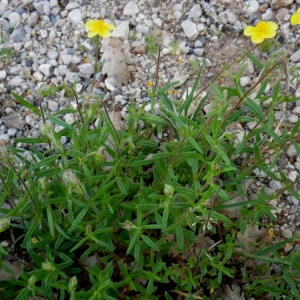 Photographie n°72677 du taxon Helianthemum oelandicum (L.) Dum.Cours. [1802]