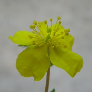 Cistus oelandicus L.