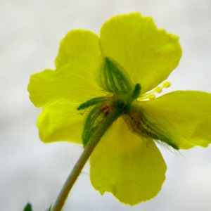 Photographie n°72679 du taxon Helianthemum oelandicum (L.) Dum.Cours. [1802]