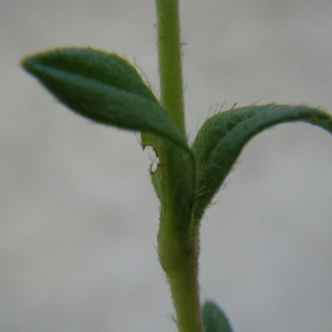 Photographie n°72680 du taxon Helianthemum oelandicum (L.) Dum.Cours. [1802]