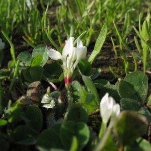 Trifolium subterraneum L. subsp. subterraneum (Trèfle enterreur)